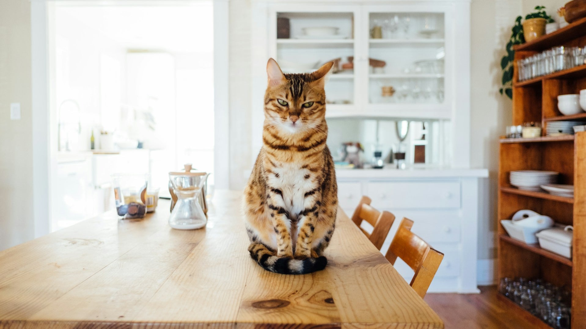 Hypoallergenic Cats, Non-Shedding Breeds, and Must-Haves for Families with Cats